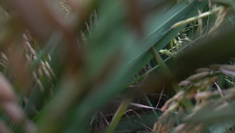 la brisa ligera se mueve a través del camino del campo de arroz haciendo que las plantas se balanceen, tiro en ángulo bajo