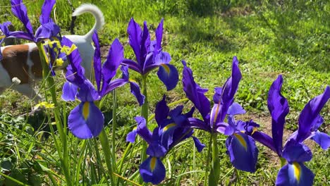 Vemos-El-Paso-De-Un-Jack-Russell-Blanco-Y-Marrón-Junto-A-Un-Grupo-De-Preciosos-Iris-Azules-Con-Un-Color-Muy-Llamativo