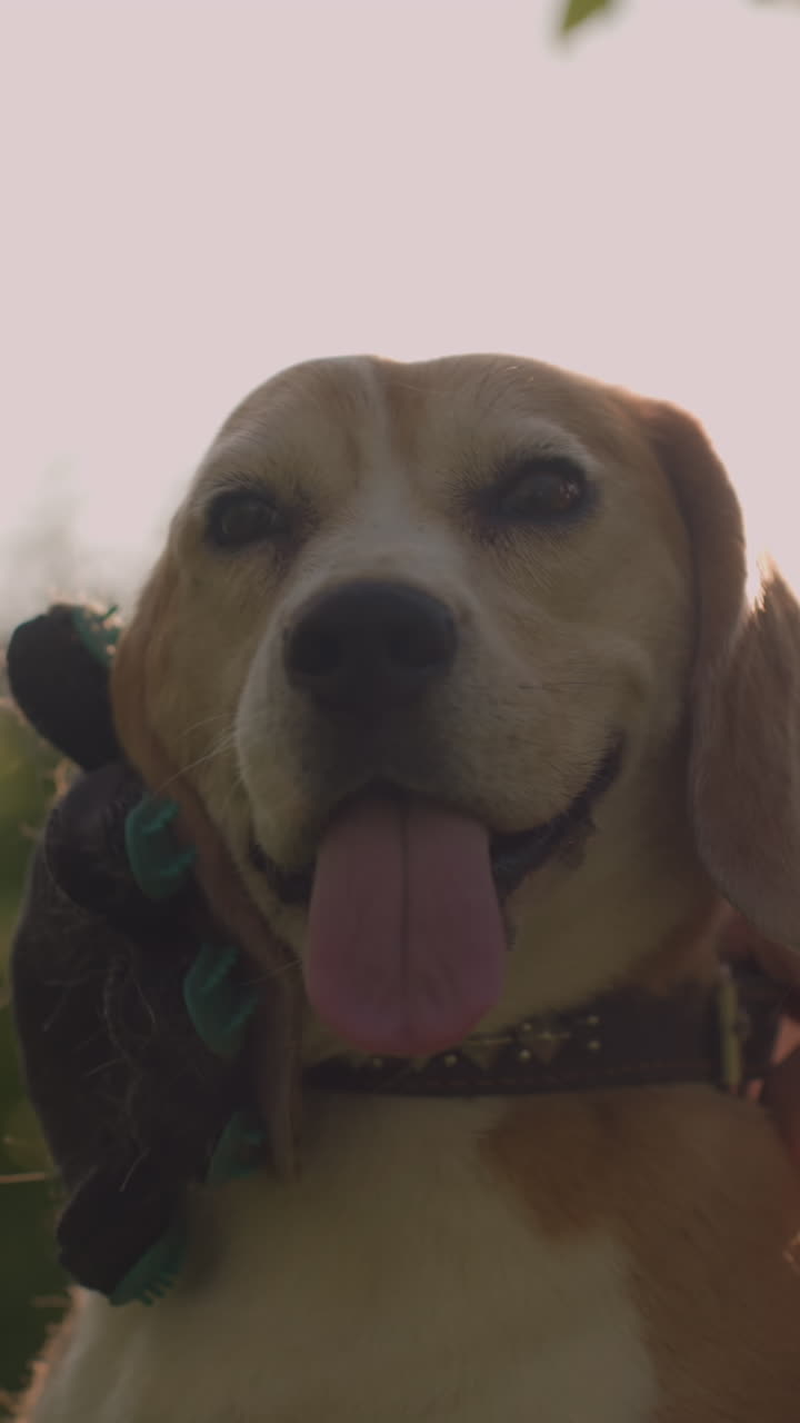 el dueño del perro en cuclillas en un campo cubierto de hierba frotando la cabeza del perro con un guante de aseo mientras sostiene la correa bajo la cálida luz del sol, el perro parece feliz y relajado