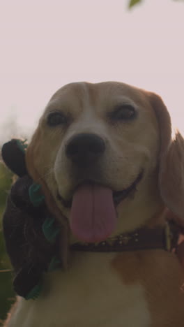 dog owner squatting on grassy field rubbing dog s head with grooming glove while holding leash under warm sunlight, dog looks happy and relaxed