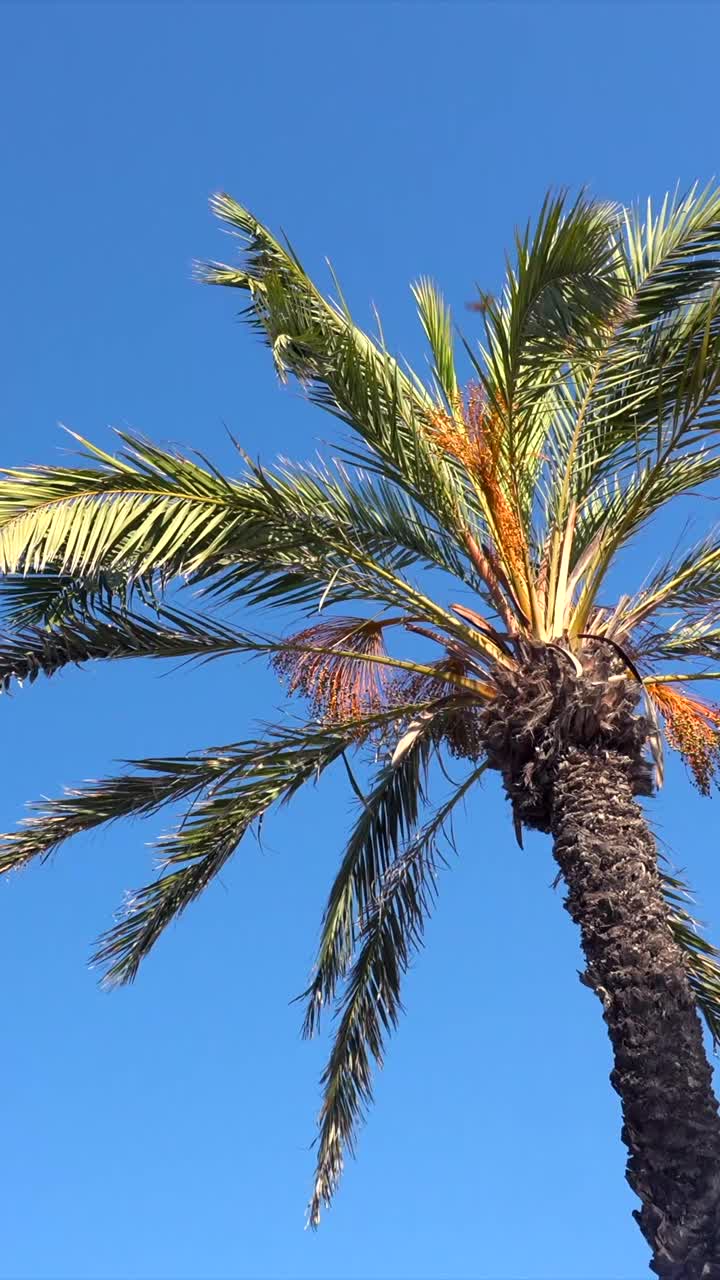 Palm tree against a blue sky