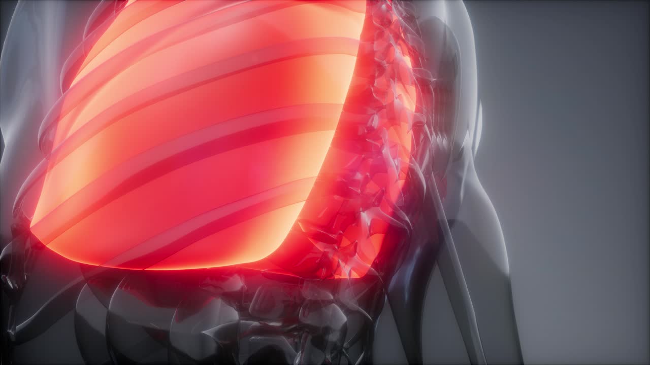 인간의 폐 방사선 검사