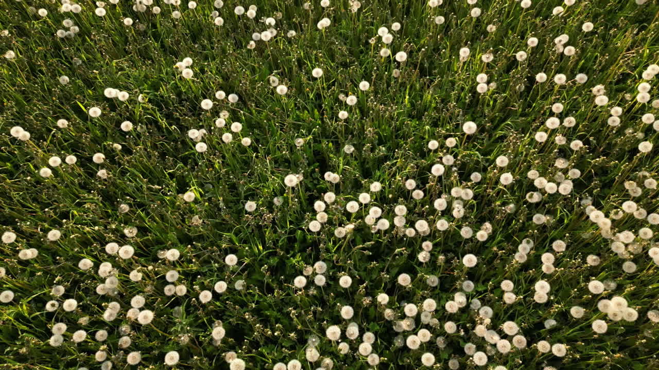 Top down view of Dandelion field, Wildflowers natural pattern, Aerial ascending