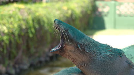 Seelöwe-Gähnt-In-Zeitlupe