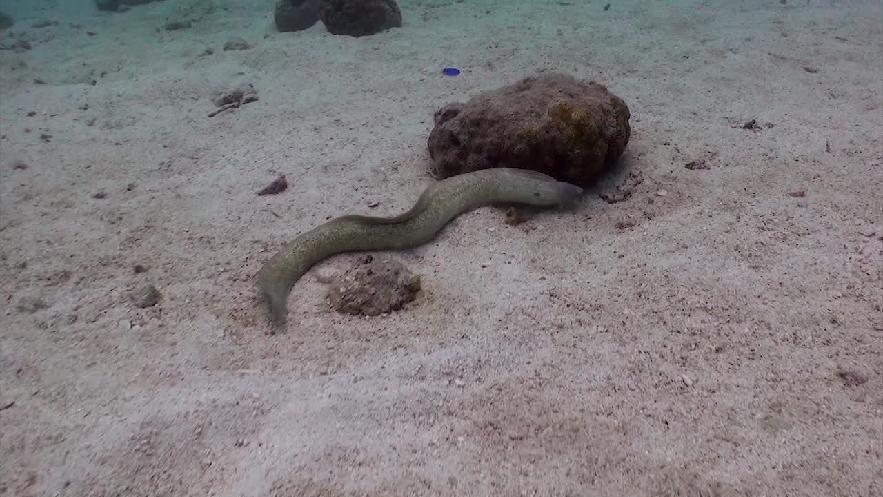 nado con anguila muray