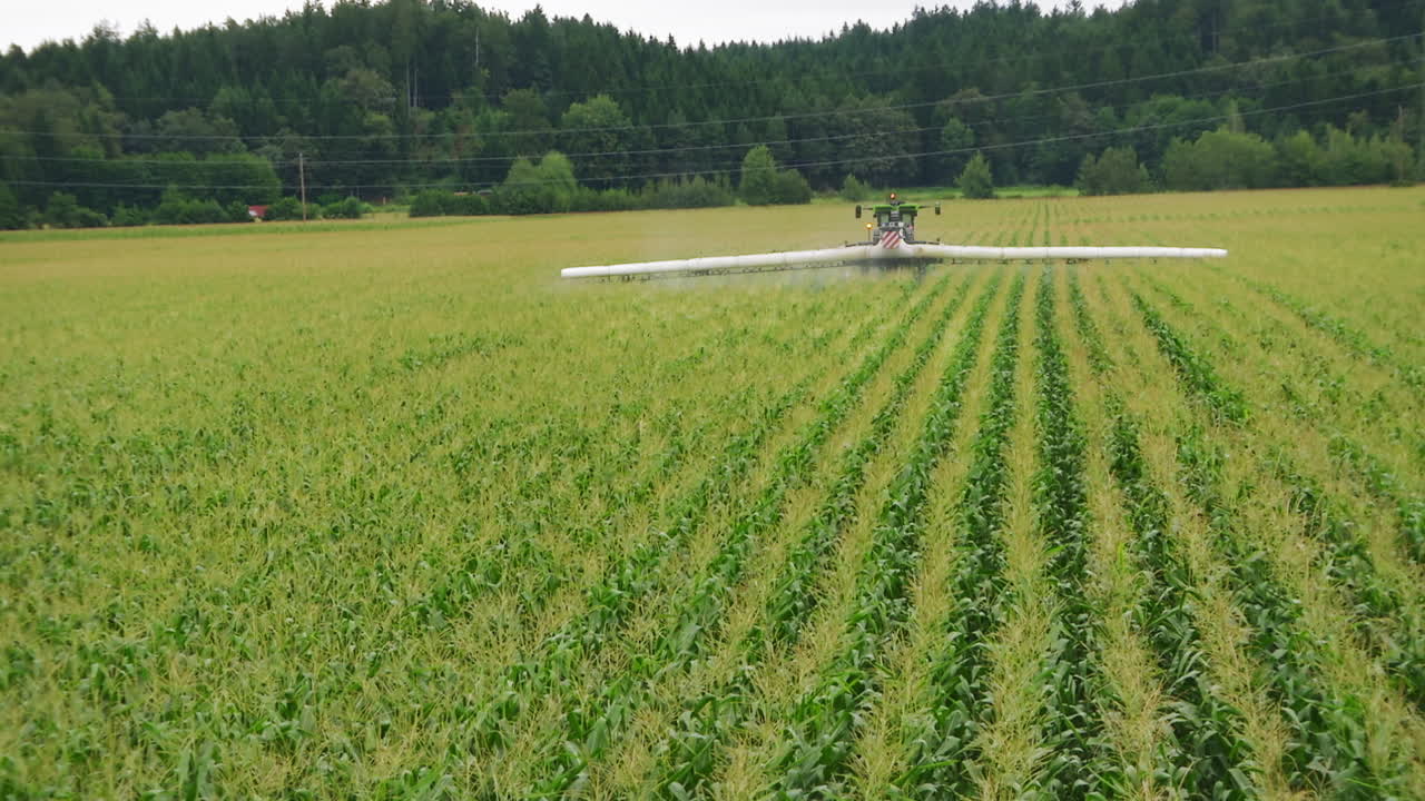 Spruzzatore che si muove in un campo di mais, applicando la protezione delle colture.
