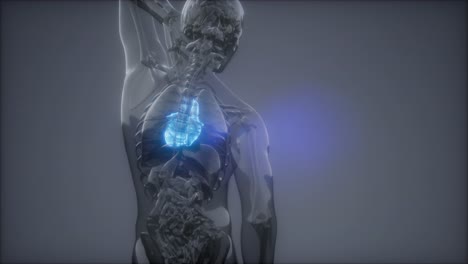 examen de radiología del corazón humano