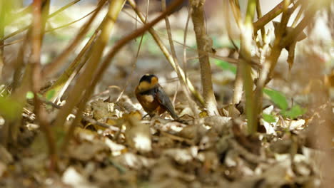 varied tit on a ground forageing and flies away in slow motion