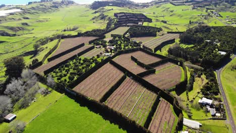 Aerial-of-fruit-orchard-on-East-Cape-in-New-Zealand-on-sunny-day