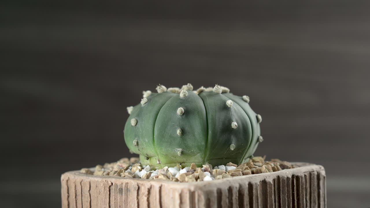 rotate cactus in pot rotation isolated on wood background