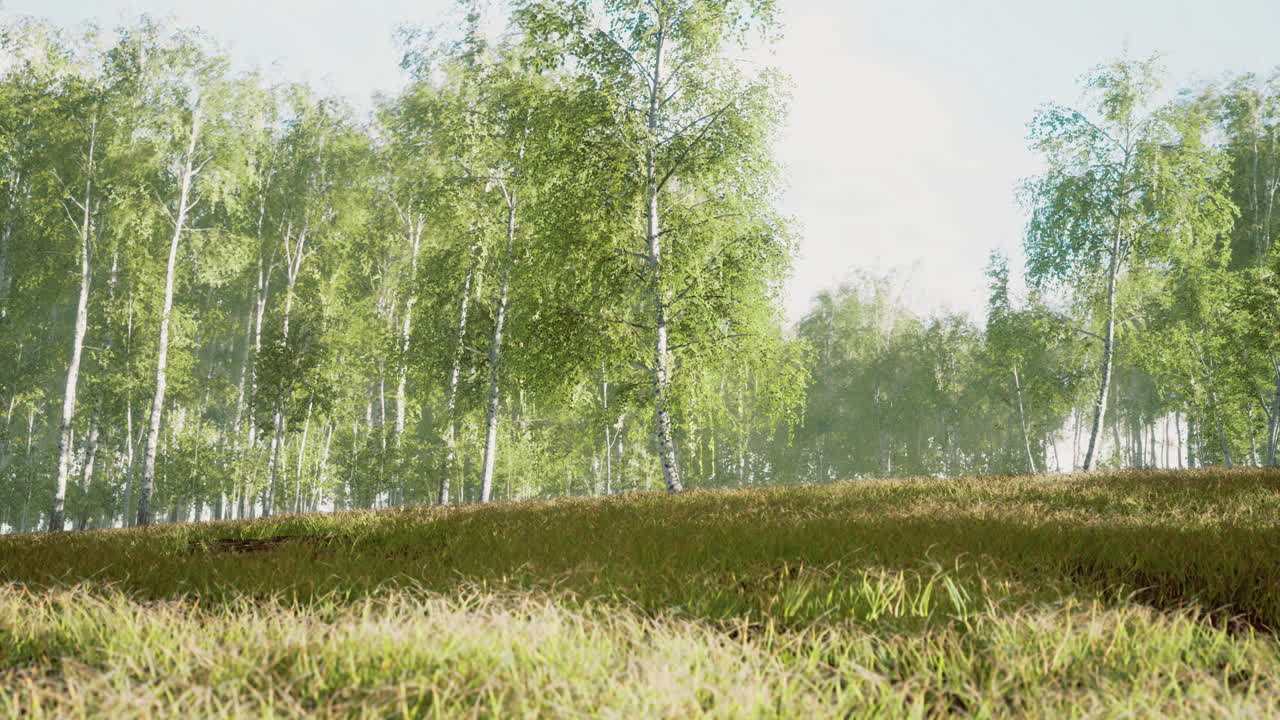 Lush green forest emerges under bright sunlight in morning calmness