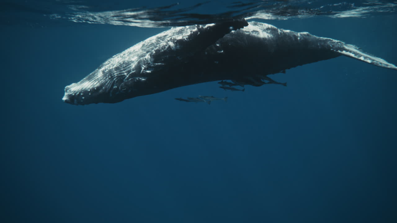 Close view of whale’s head and upper body moving through filtered light