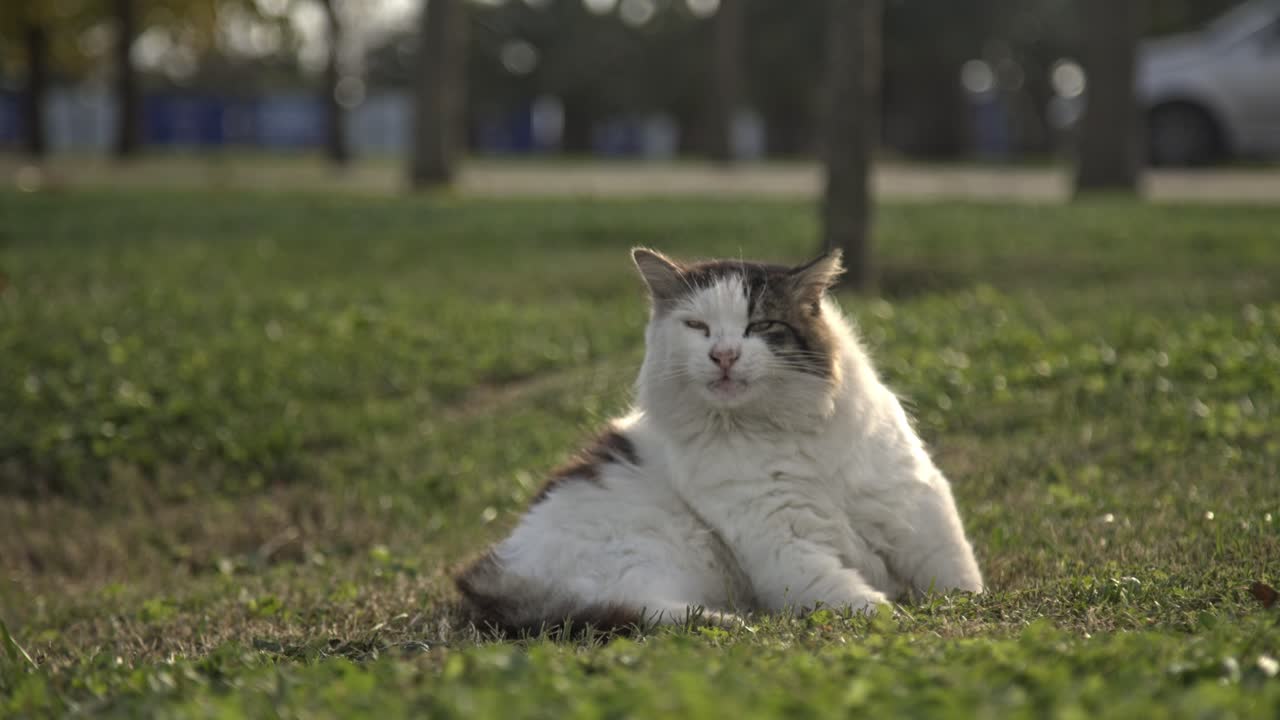 Gatto bianco e nero che si gratta, si pulisce, gioca al rallentatore 4K UHD