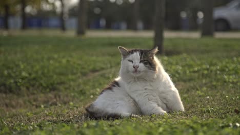 Schwarz-weiße-Katze-Kratzt,-Putzt,-Spielt-Zeitlupe-4k-Uhd