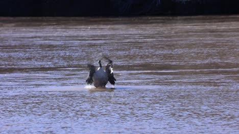 duck waving wings in river in slow motion