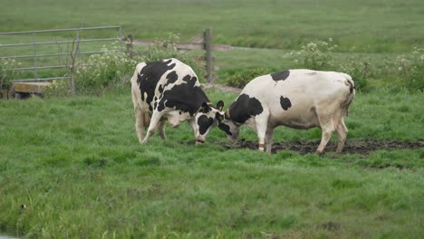 happy cows dancing and fighting while enjoying green meadow in spring