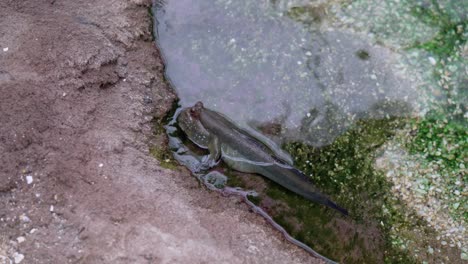 Vista-Cercana-De-Un-Mudskipper