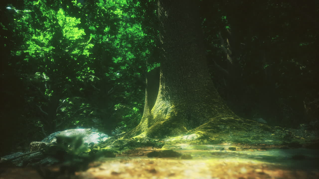 Exploring the serene atmosphere of a lush forest with majestic trees