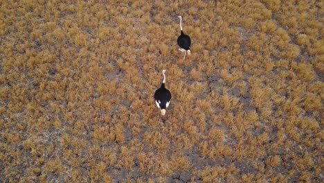 aerial birds eye view of two ostriches walking through arid african savanna