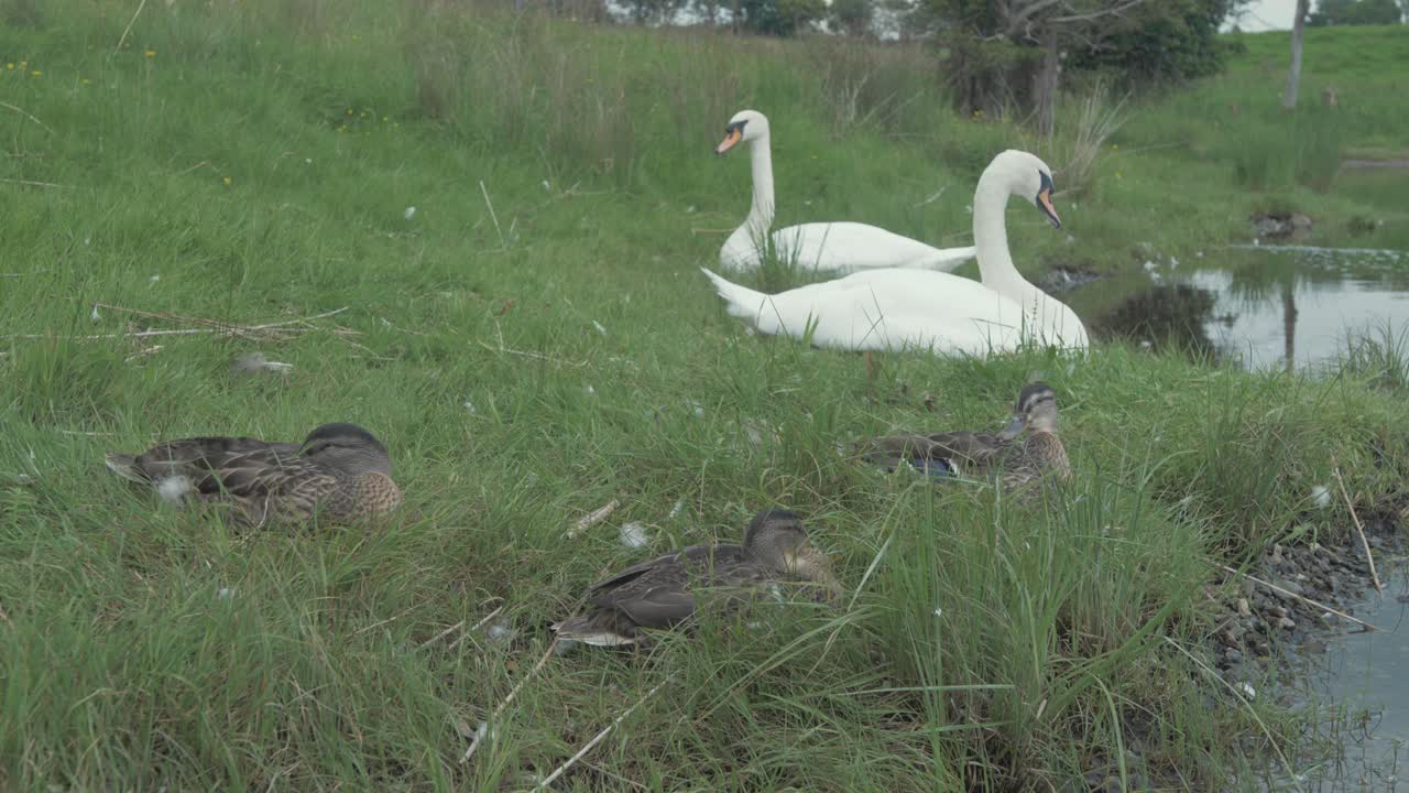 tres patos descansando en la costa cubierta de hierba frente a dos cisnes felices juntos, plano medio ancho