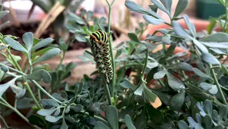 moving spinning closeup shot around swallowtail caterpillar on a plant stem, green yellow orange caterpillar