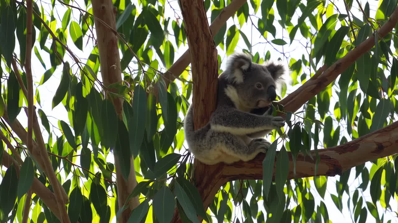 Il koala su un eucalipto