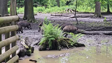 Los-Jabalíes-Cavan-En-El-Suelo-Fangoso-En-Vosswinkel-En-Sauerland-Con-Zoom