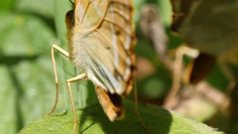 macro close up view of argynnis paphia butterflies perched on leaf