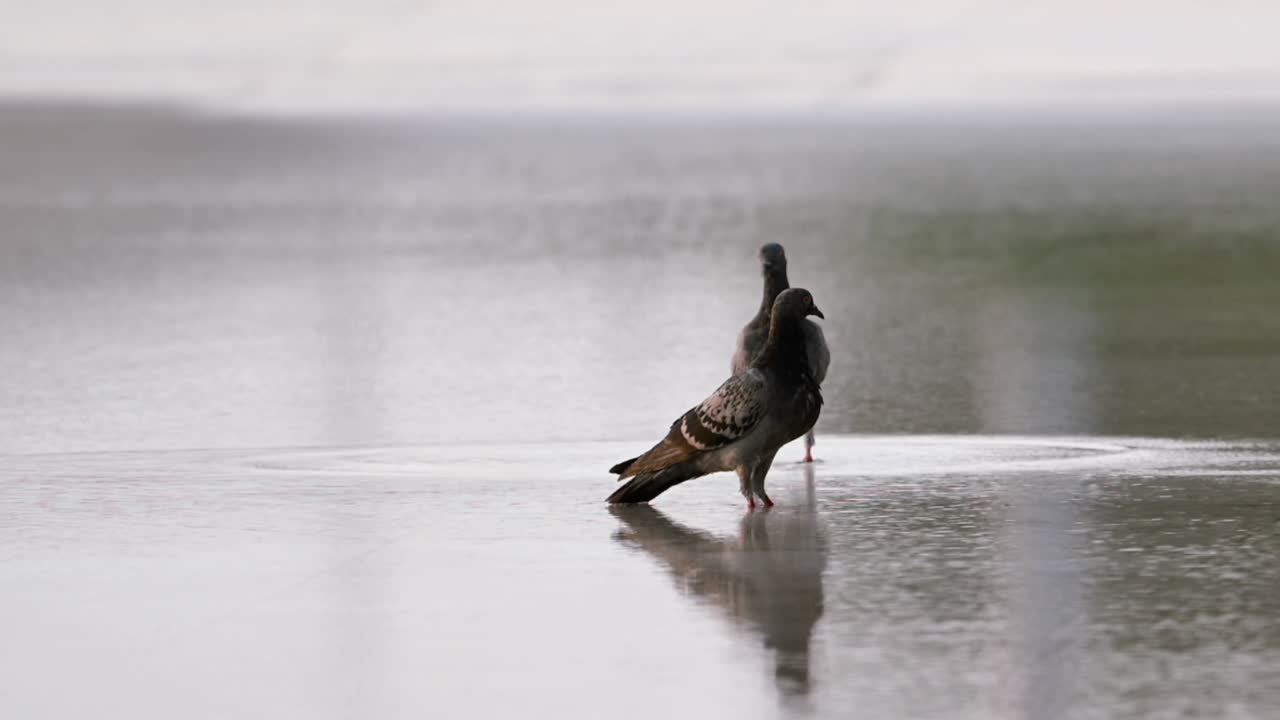 pájaros bebiendo agua de un estanque de fuente en abu dhabi, emiratos árabes unidos