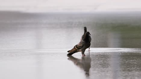 Birds-drinking-water-from-a-fountain-pond-in-Abu-Dhabi,-United-Arab-Emirates