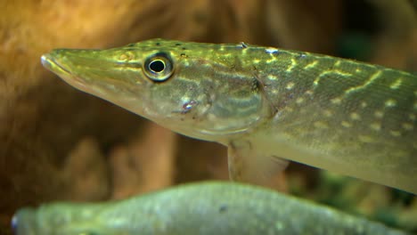 juveniele muskellunge 02