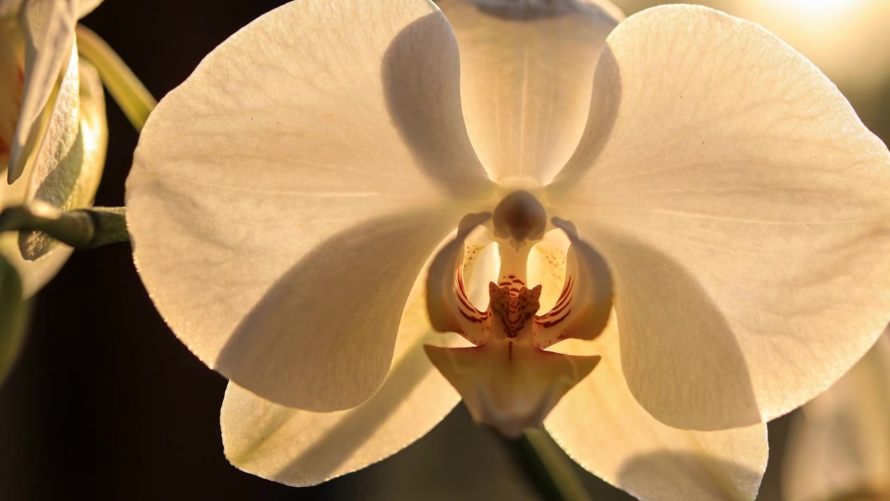 Glødende hvit Phalaenopsis-blomst viser leppe og søyle i nærbilde mens baklyset intensiveres.