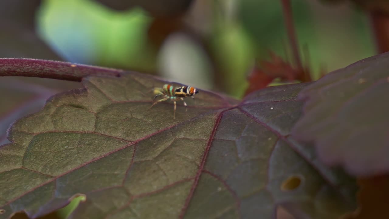 Female Sparkling Northern Jumping Spider Crawling On Hibiscus Plant In Queensland. close-up tracking shot