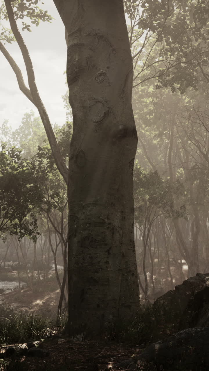 나무 를 통해 빛 을 는 아름다운 숲 장면