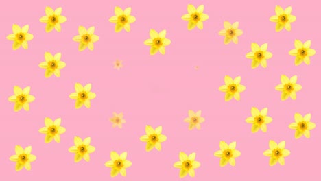 animation of multiple blue and yellow flowers moving over pink background