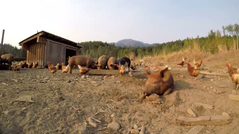 Pigs-and-hen-having-food-in-the-farm-4k