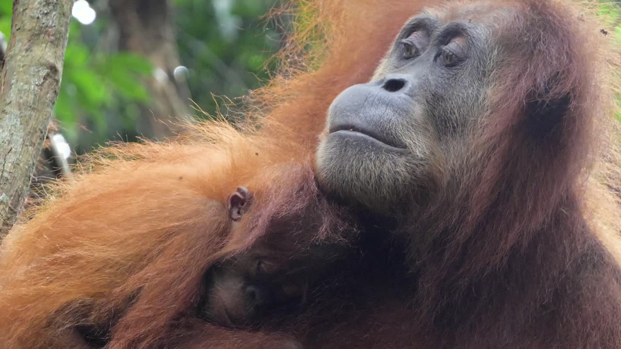primer plano de una orangután hembra con un bebé dormido en la naturaleza en bukit lawang, sumatra, indonesia