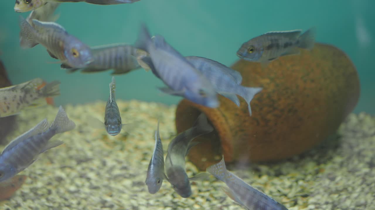 Fish in a home Aquarium