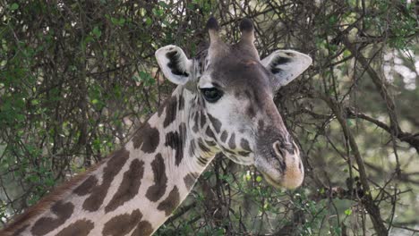 una foto de cerca de la cabeza de una jirafa en el parque nacional serengeti, tanzania
