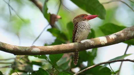 encaramado en una rama grande mientras mira hacia la derecha en el bosque, martín pescador con bandas lacedo pulchella, hembra, parque nacional kaeng krachan, tailandia