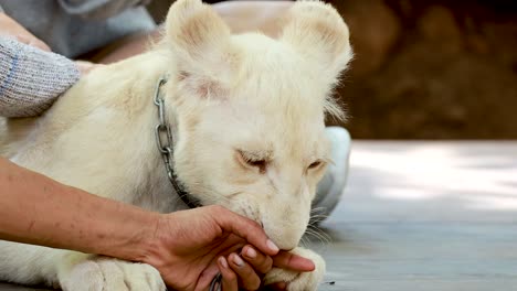 interaction with a lion at exotic zoo