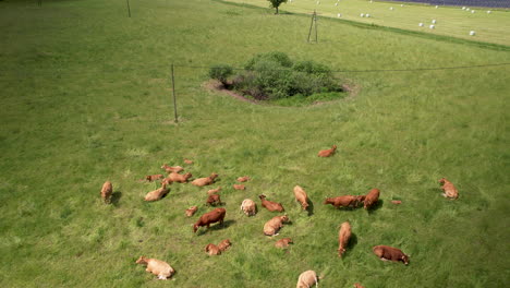 4k drone footage of a herd of cows relaxing on a green farm field