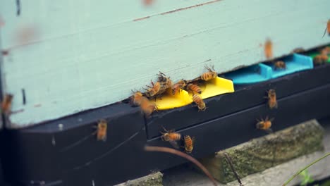 swarm of bees around entrance of wooden beehive apiculture box, slow motion