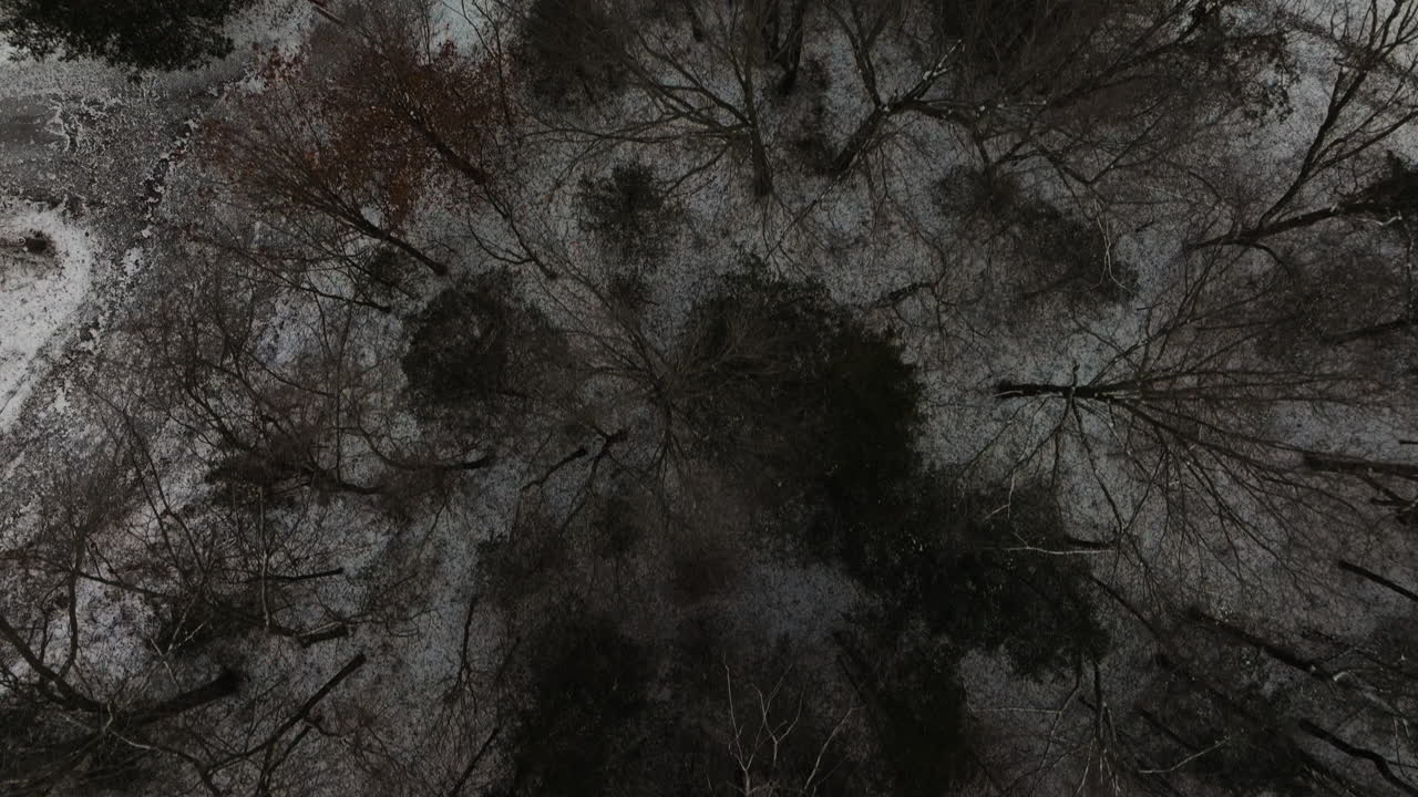 vista de arriba de los árboles del bosque con ramas sin hojas durante el invierno