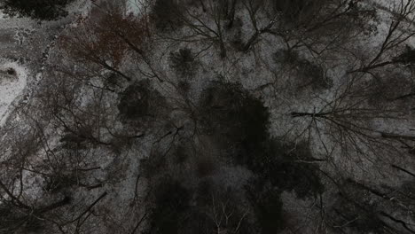 Above-View-Of-Forest-Trees-With-Leafless-Branches-During-Winter