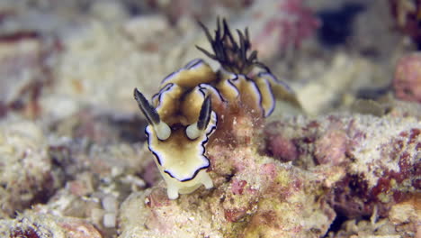 una colorida babosa de mar bajo el agua