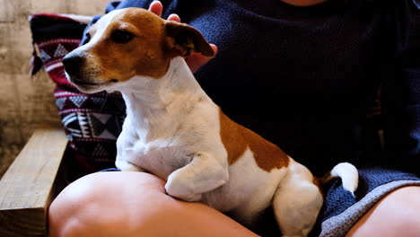 cute sleepy dog being stroked on lap of caucasian female, jack russell