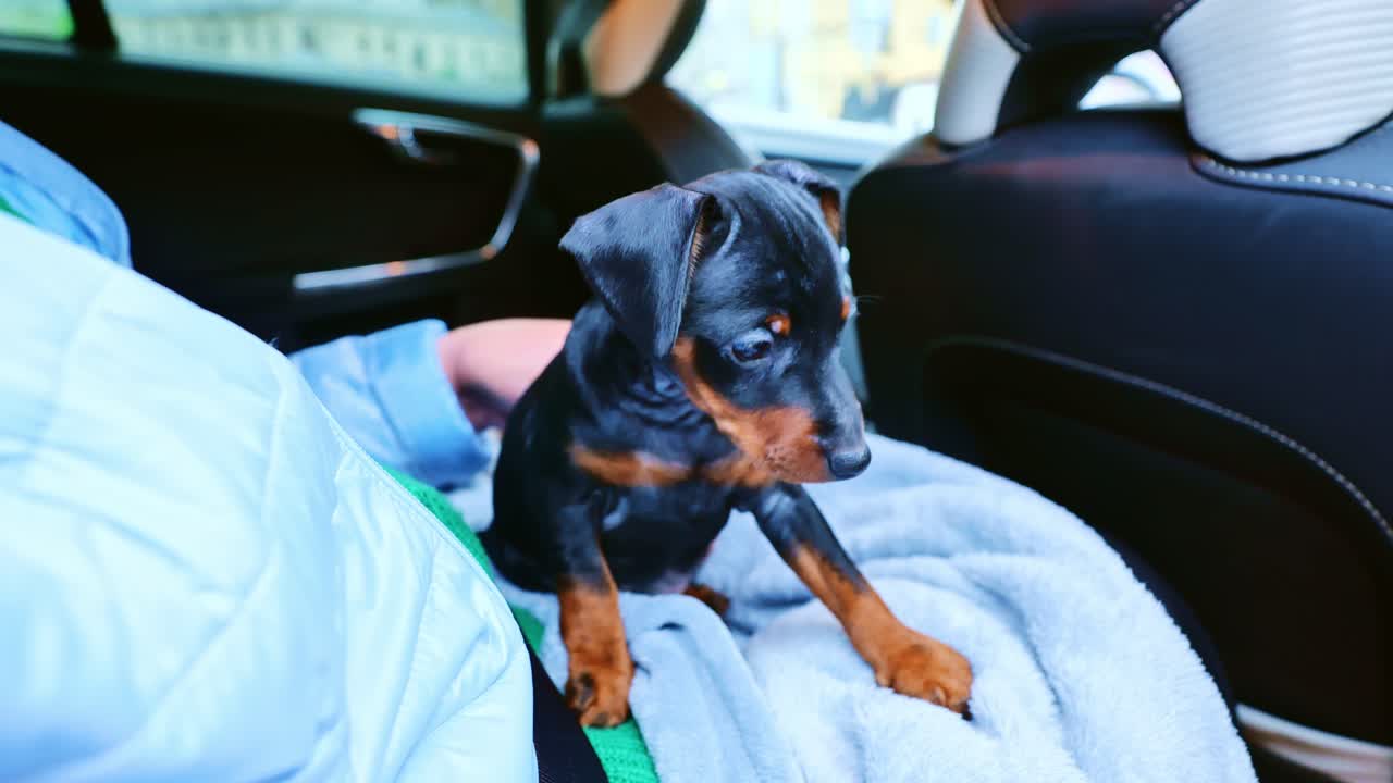 Doberman Pinscher puppy sits in lap, enjoying owner love, peace during journey