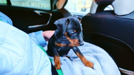 doberman pinscher puppy sits in lap, enjoying owner love, peace during journey
