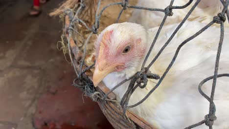 static view of a chicken peeping out of the cage for sale in a market store with people passing by